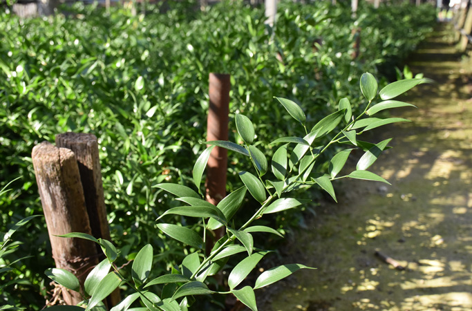 Ruscus
(Danea racemosa)
