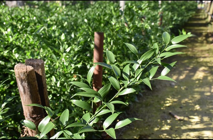 Ruscus
(Danea racemosa)