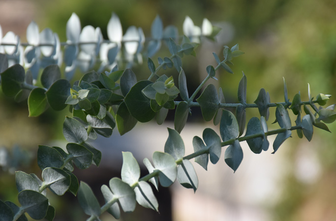 Eucalyptus 
pulverulenta 
“Baby Blue”