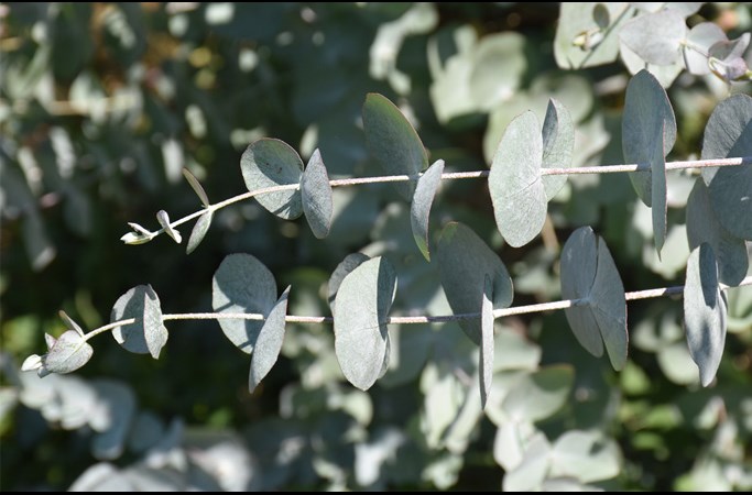 Eucalyptus 
cinerea