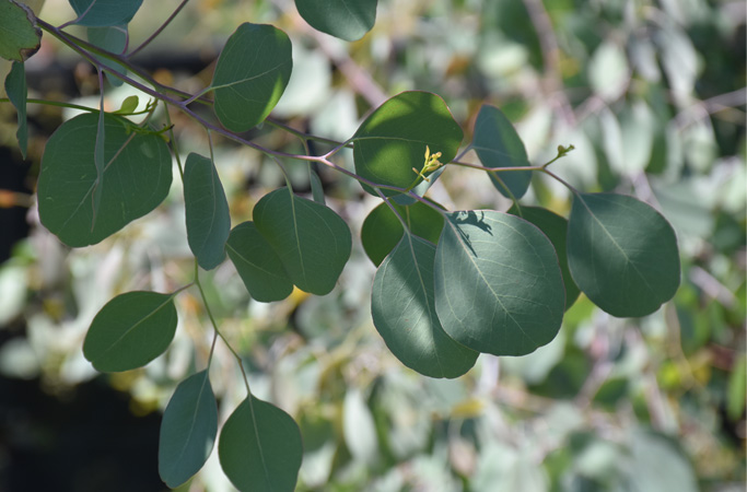Eucalyptus popolus 
medaglia