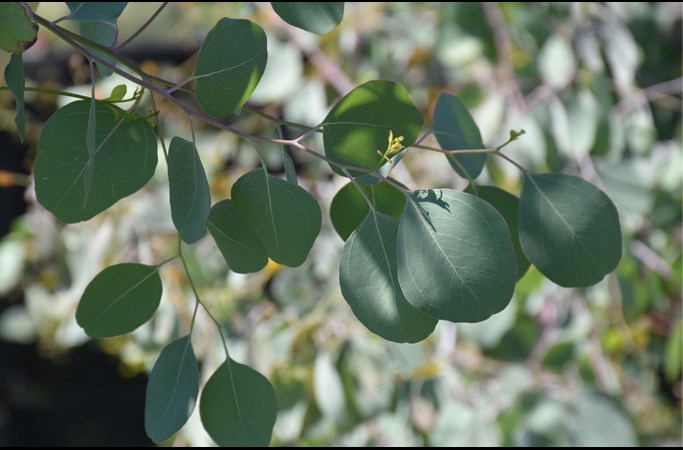 Eucalyptus popolus 
medaglia