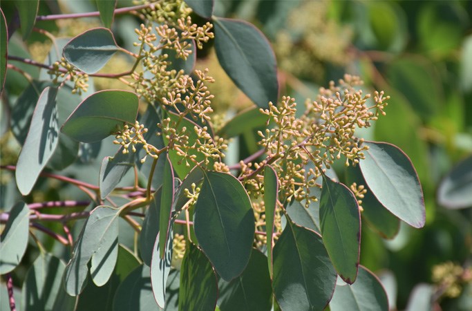 Eucalyptus popolus 
bacche