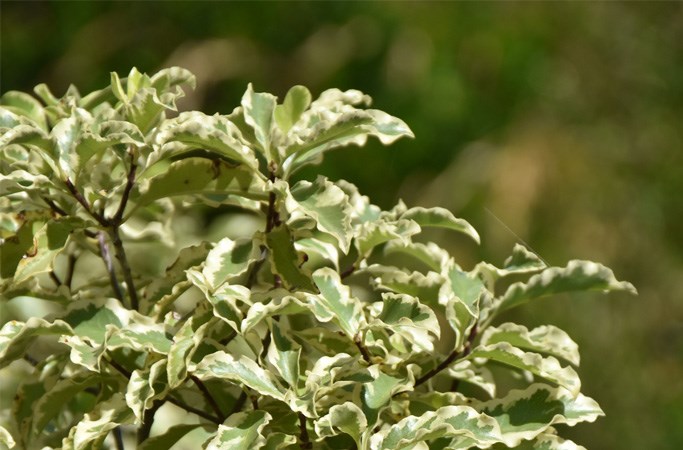 Pitosforino 
variegato