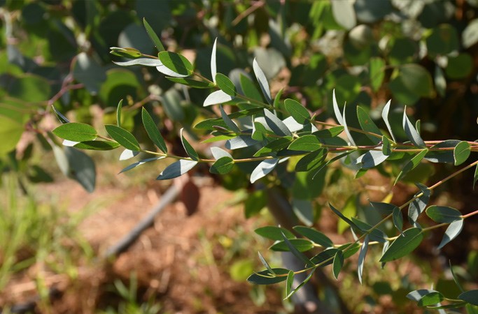 Eucalyptus 
parvifolia